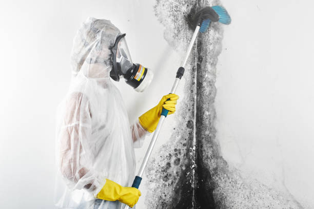 Best Mold Damage Restoration  in Amery, WI