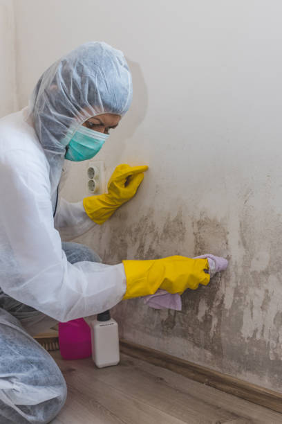 Mold Documentation for Insurance Claims in Amery, WI